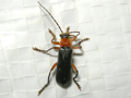 Cantharis pellucida